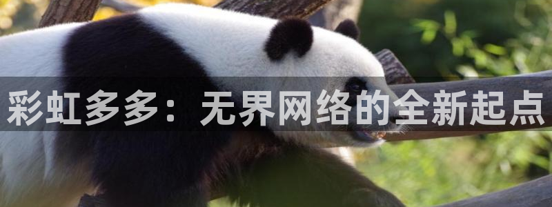 500彩票网游戏有哪些好玩的：彩虹多多：无界网络的全新起点